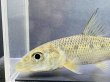 画像7: コウライニゴイ　（約8〜9cm）　三重琵琶淀川水系産