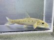 画像11: コウライニゴイ　（約8〜9cm）　三重琵琶淀川水系産