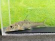 画像5: コウライニゴイ　（約8〜9cm）　三重琵琶淀川水系産