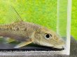 画像3: コウライニゴイ　（約8〜9cm）　三重琵琶淀川水系産