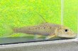 画像2: コウライニゴイ　（約8〜9cm）　三重琵琶淀川水系産