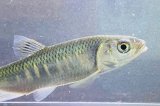 画像: オイカワ　（やや大）　三方五湖水系産