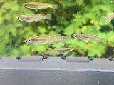 画像: ミナミメダカ　高知産　５匹