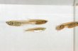 画像4: ミナミメダカ　愛媛豊後水道側産　２０匹