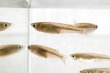 画像6: ミナミメダカ　愛媛豊後水道側産　２０匹