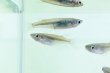 画像3: ミナミメダカ　愛媛豊後水道側産　２０匹