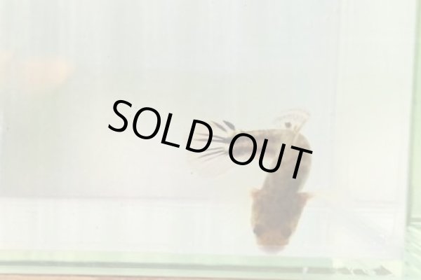 画像3: アベハゼ　愛媛産