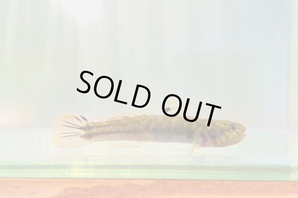 画像1: アベハゼ　愛媛産