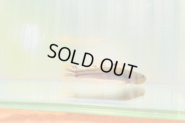 画像4: アベハゼ　愛媛産