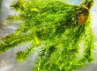 画像1: 特価　アナカリス　５０本束　山陽産