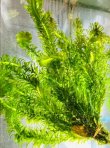 画像2: 特価　アナカリス　５０本束　山陽産