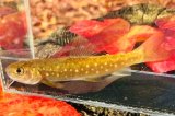 画像: 　アメマス・エゾイワナ　（中）