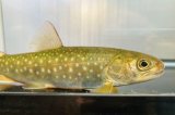 画像: アメマス ・エゾイワナ　（大：約15〜16cm）