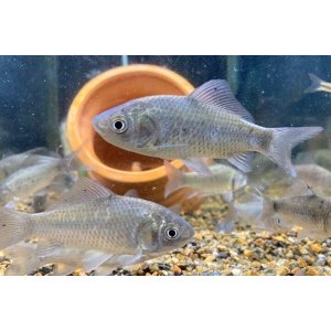 画像: ギンブナ　（約６〜８cm）　京都産　３匹セット