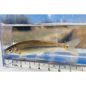 画像: タモロコ　（約8〜９cm）　千葉産