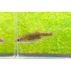画像: ヤチウグイ　（約4〜5cm）