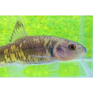 画像: カワヒガイ　（やや大：婚姻色）　兵庫産　１ペア