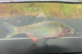 画像: ヤリタナゴ　（婚姻色）　琵琶湖産　１ペア