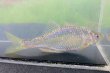 画像5: 特価　銀鱗ヤリタナゴ　（約8〜9cm）　琵琶湖水系産　３匹セット