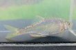 画像4: 特価　銀鱗ヤリタナゴ　（約8〜9cm）　琵琶湖水系産　３匹セット