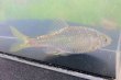 画像2: 特価　銀鱗ヤリタナゴ　（約8〜9cm）　琵琶湖水系産　３匹セット