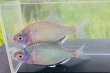 画像5: シロヒレタビラ　（約7〜8cm）　徳島産　１ペア