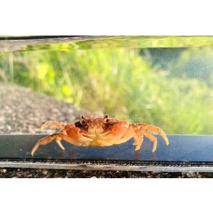 画像: サワガニ　滋賀産