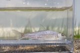 画像: コウライモロコ　（やや大）　徳島産　３匹セット