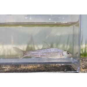 画像: コウライモロコ　（やや大）　徳島産　３匹セット