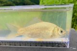 画像: ナガブナ　（約7〜8cm）　三方五湖水系産