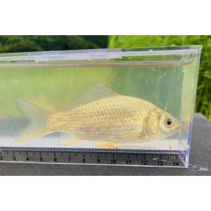 画像: ナガブナ　（約7〜8cm）　三方五湖水系産