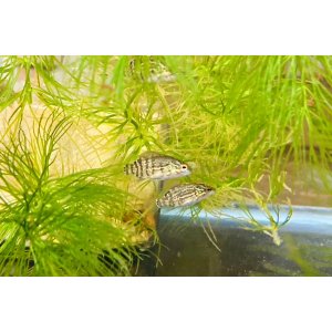 画像: オヤニラミ　（ベビー）　和歌山産　３匹セット　
