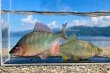 画像2: カネヒラ　（大：婚姻色）　琵琶湖産　１ペア