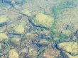 画像5: カネヒラ　（大：婚姻色）　琵琶湖産　１ペア