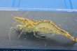 画像1: ヌカエビ　宮城産　５匹