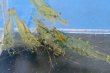 画像3: ヌカエビ　宮城産　２０匹セット
