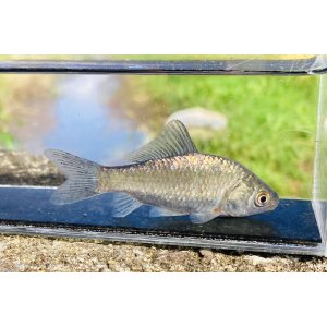 画像: 宮城のフナ　（ゴマつき銀鱗タイプ：約4〜5cm）