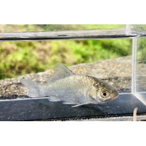 画像: 宮城のフナ　（ゴマつき銀鱗タイプ：約4〜5cm）　３匹セット