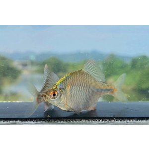 画像: タイリクバラタナゴ　徳島産　１ペア
