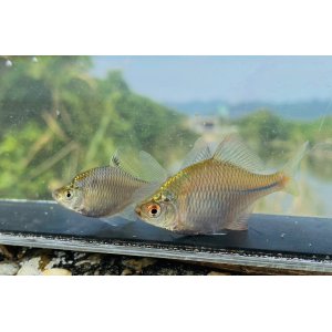 画像: タイリクバラタナゴ　徳島産　１ペア