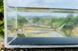 画像: コウライモロコ　（約5〜6cm）　徳島産