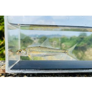 画像: コウライモロコ　（中）　徳島産