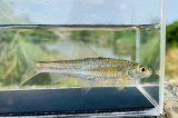 画像: コウライモロコ　（約5〜6cm）　徳島産　３匹セット