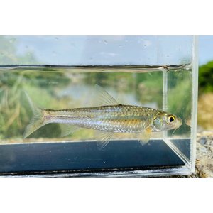 画像: コウライモロコ　（中）　徳島産　３匹セット