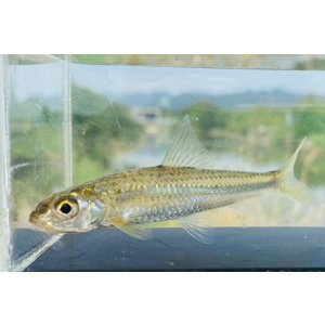 画像: コウライモロコ　（中）　徳島産　７匹セット