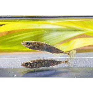 日本淡水魚（日淡・川魚）・淡水エビ・水生生物・水草・飼育用品を全国へ通販【リバースケッチ】