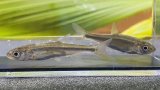 画像: ウグイ　（約5〜6cm）　道北産　５匹セット