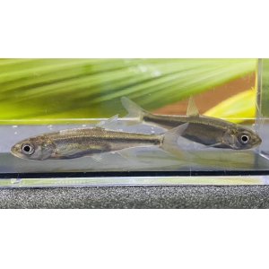 画像: ウグイ　（約5〜6cm）　道北産　５匹セット