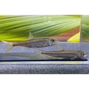 画像: ウグイ　（約5〜6cm）　道北産　２匹