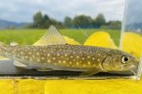 画像: アメマス・エゾイワナ　（やや大）